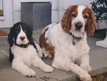 Cosmetic Dentist NYC